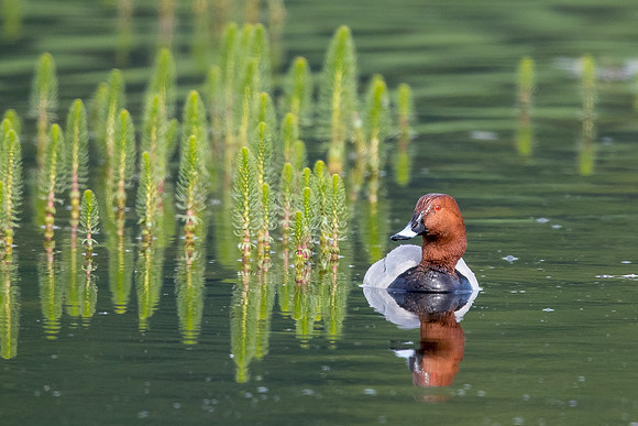 Leighton Moss