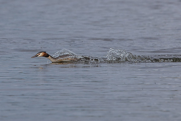 Leighton Moss