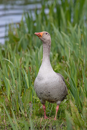 Leighton Moss