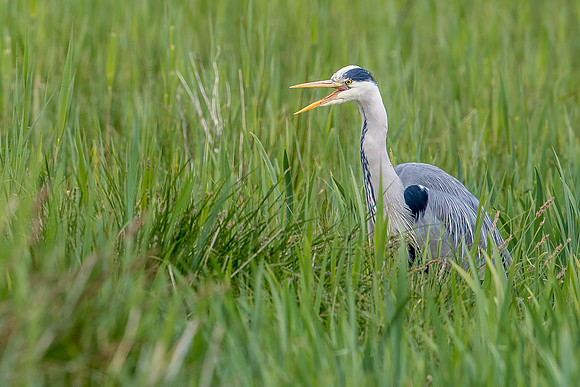 Leighton Moss