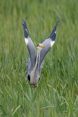 Leighton Moss
