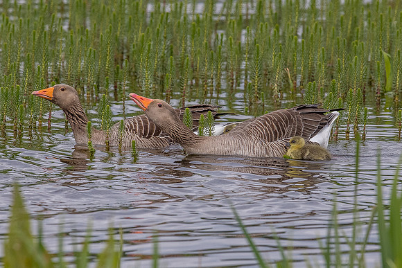 Leighton Moss