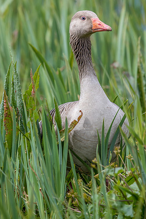 Leighton Moss