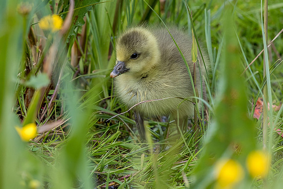 Leighton Moss