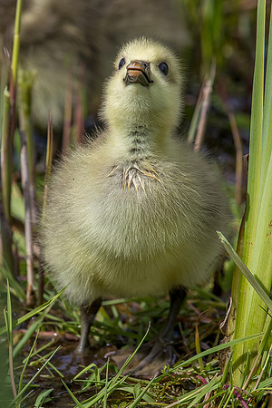 Leighton Moss
