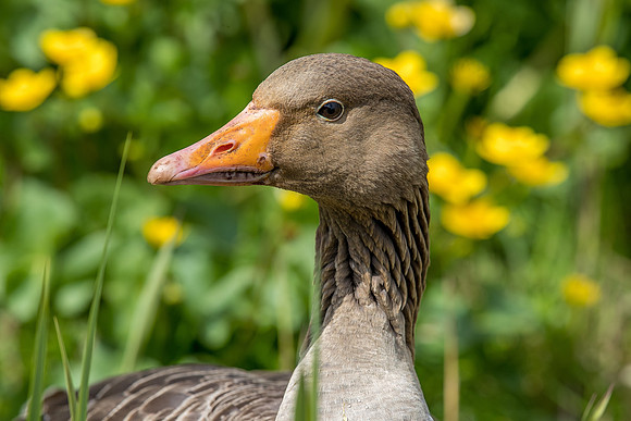 Leighton Moss