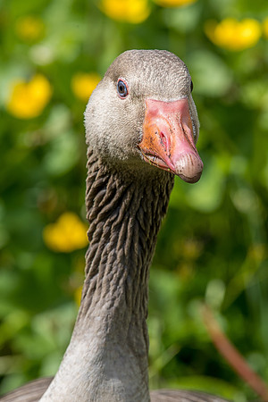 Leighton Moss