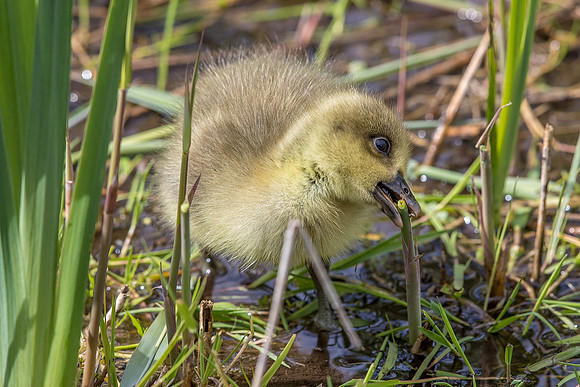 Leighton Moss