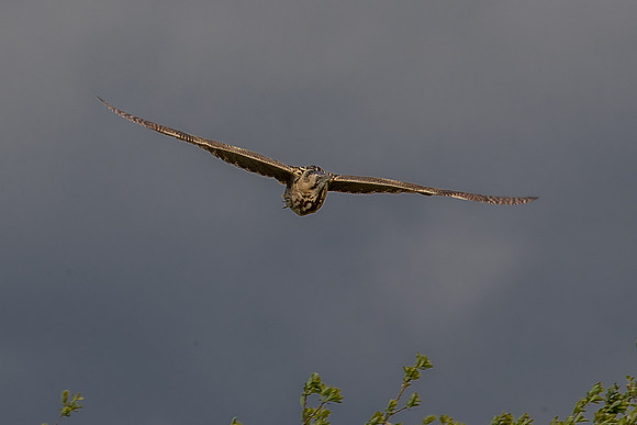 Leighton Moss