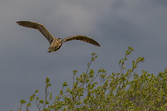 Leighton Moss