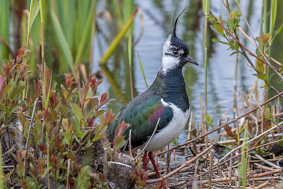 Leighton Moss