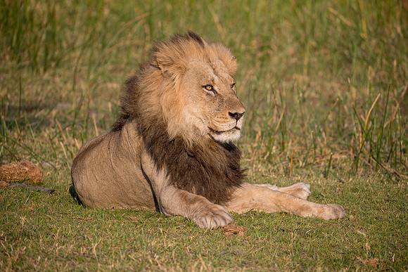 Lion male