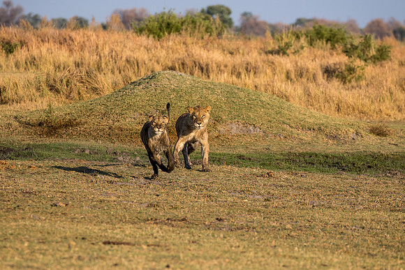 lion cubs playing