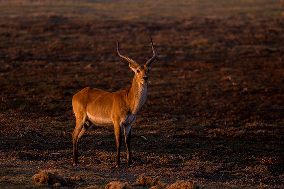 impala