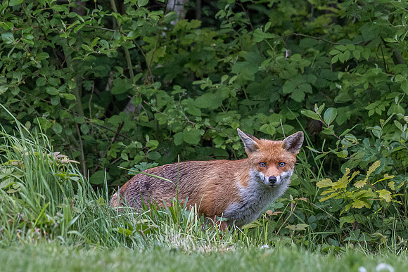 The red fox, Vulpes vulpes