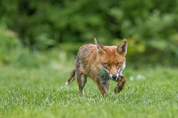 The red fox, Vulpes vulpes