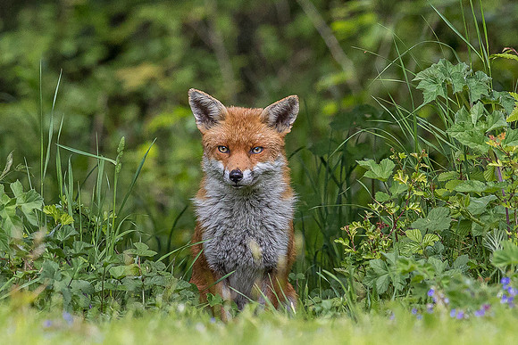The red fox, Vulpes vulpes