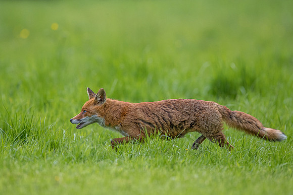 The red fox, Vulpes vulpes