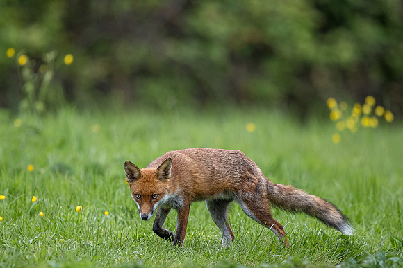 The red fox, Vulpes vulpes