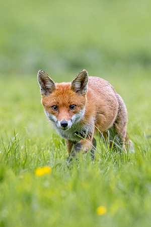 The red fox, Vulpes vulpes