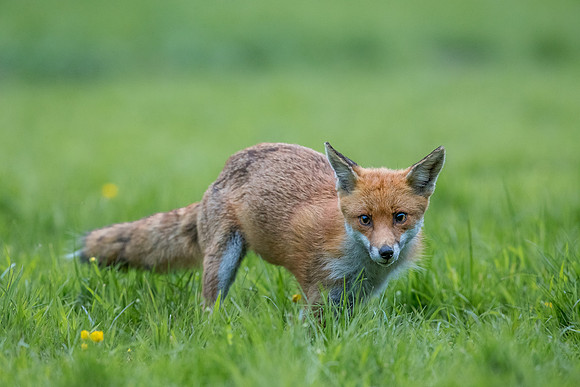The red fox, Vulpes vulpes