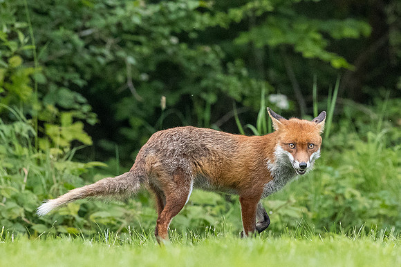 The red fox, Vulpes vulpes