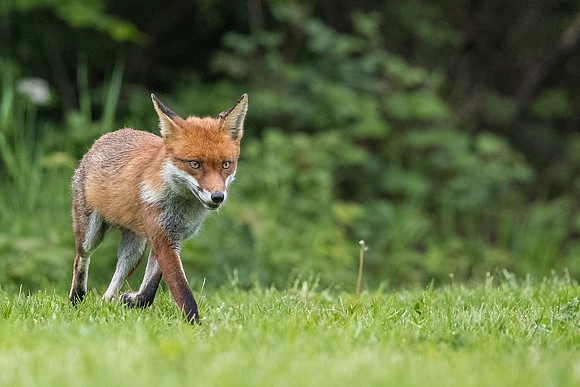 The red fox, Vulpes vulpes