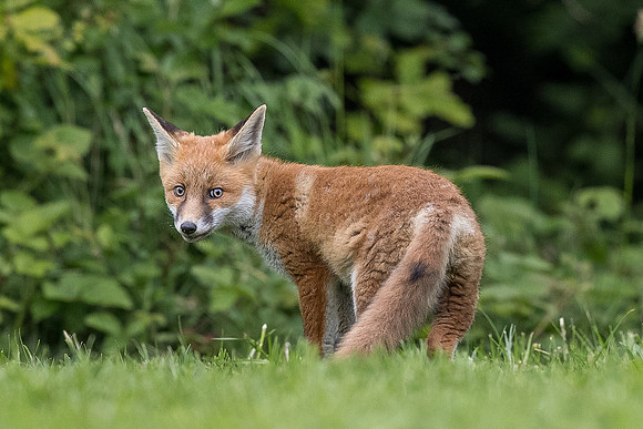 The red fox, Vulpes vulpes