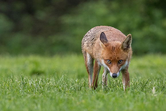 The red fox, Vulpes vulpes