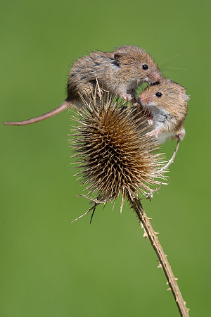 Harvest mouse