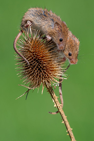 Harvest mouse