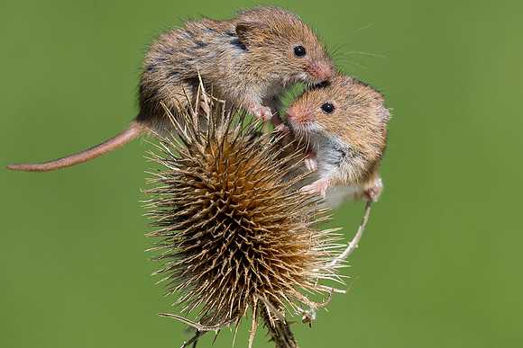 Harvest mouse