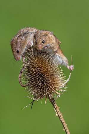 Harvest mouse