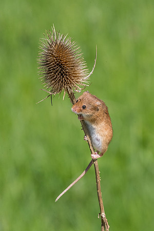 Harvest mouse