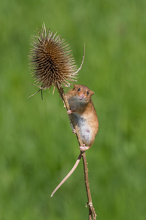 Harvest mouse