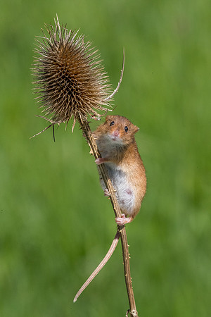 Harvest mouse