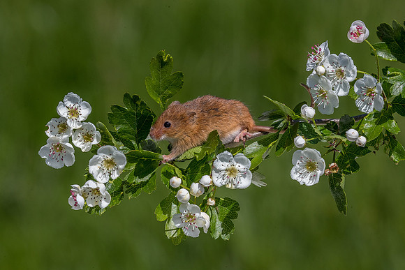 Harvest mouse