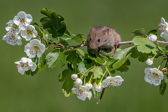 Harvest mouse