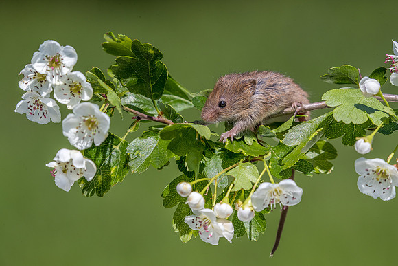 Harvest mouse