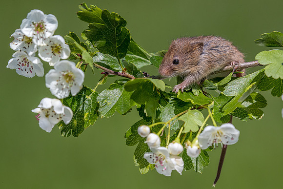 Harvest mouse