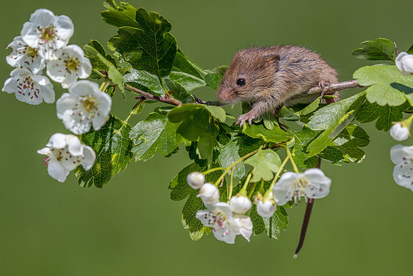 Harvest mouse