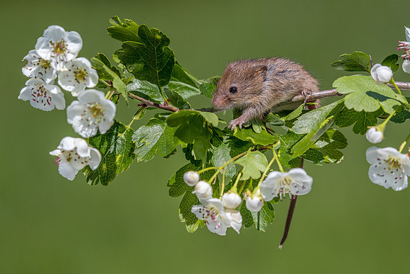 Harvest mouse