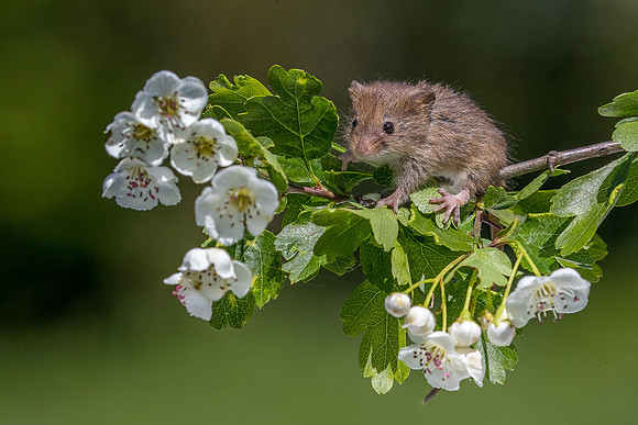 Harvest mouse