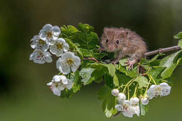 Harvest mouse