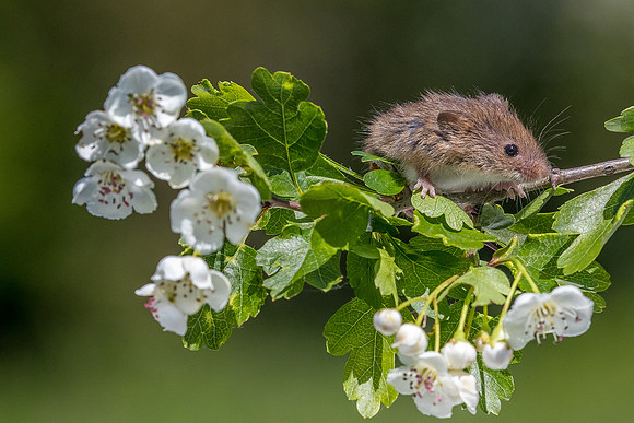 Harvest mouse