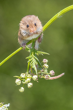 Harvest mouse