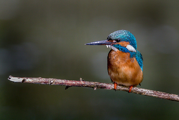 Common kingfisher