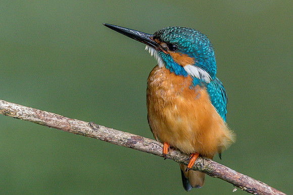 Common kingfisher