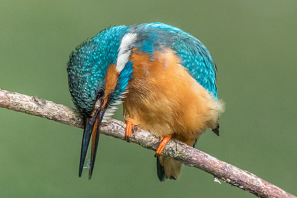 Common kingfisher