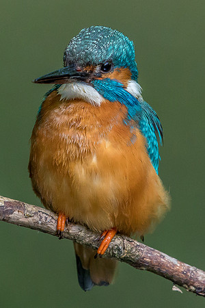 Common kingfisher